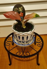 Fran review photo