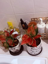 Customer Regina Witwicki review photo