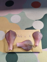 Efren review photo