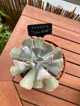 Malvina review photo