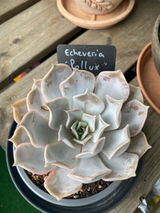 Malvina review photo