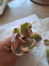 Velva review photo