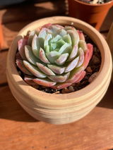 Malvina review photo