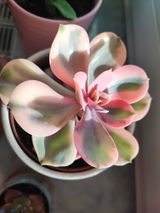 Damaris review photo