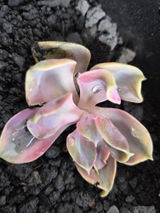 Rozella review photo