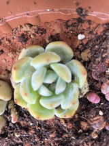 Rozella review photo
