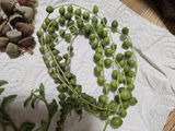 Romaine review photo