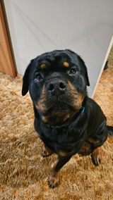 Zeus.the_rottweiler review photo