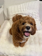 Annie review photo