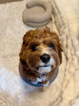 Annie review photo