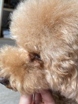 Cheenie review photo