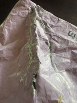 Kellie H. review photo