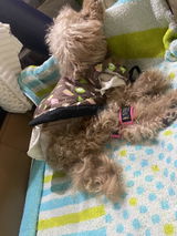 のんたん review photo