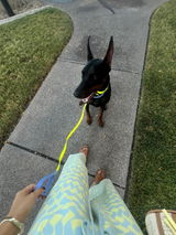 Dobermomlife review photo