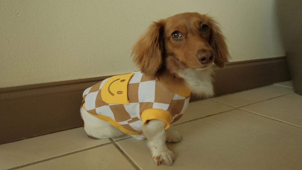Dog Cotton Smiley Tee