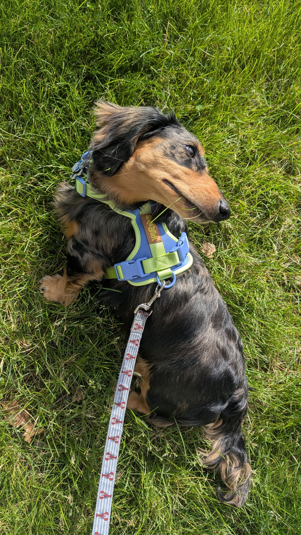 Dog Harness