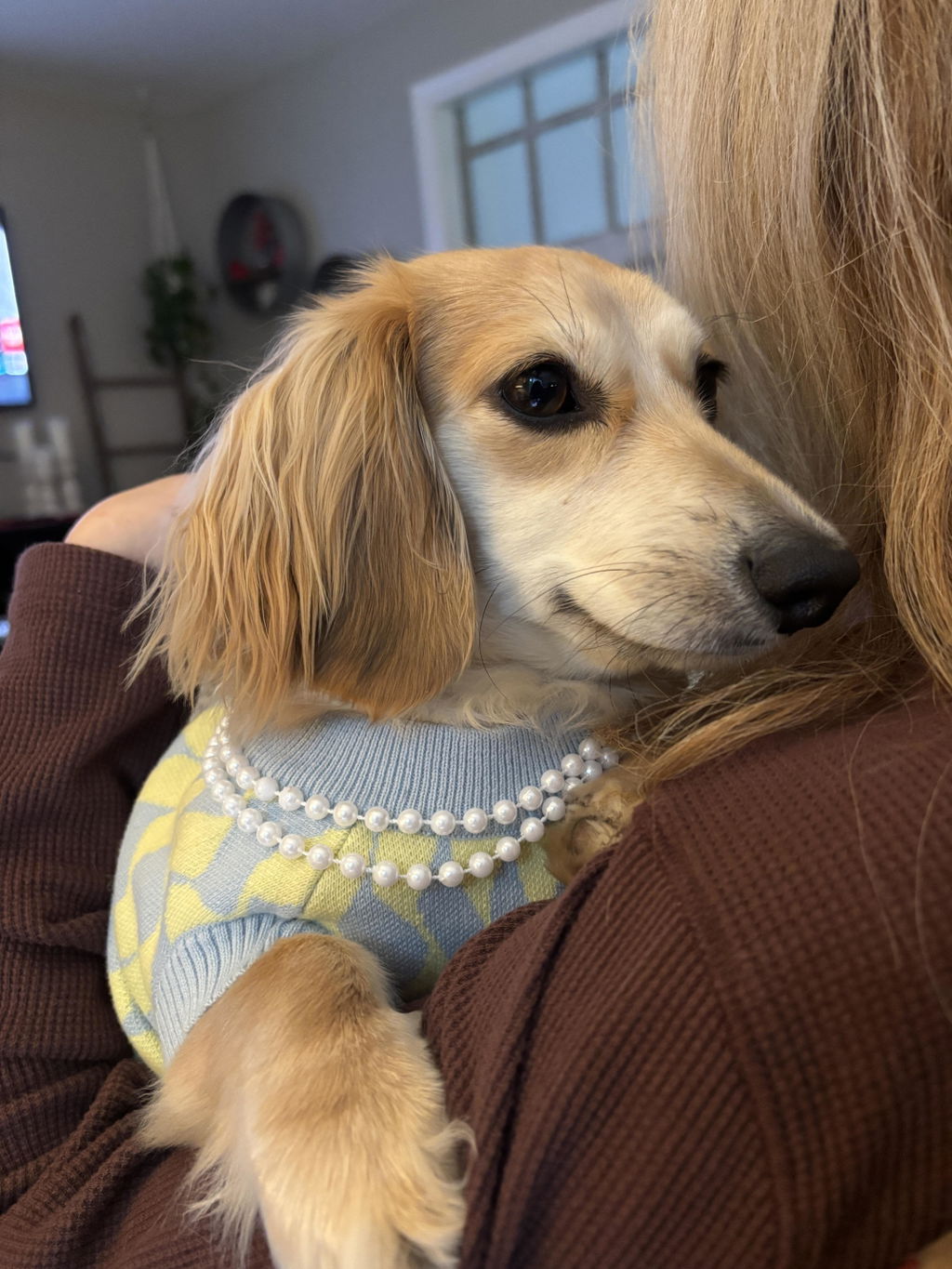 Seaside Swirl Cotton Knitted Dog Vest