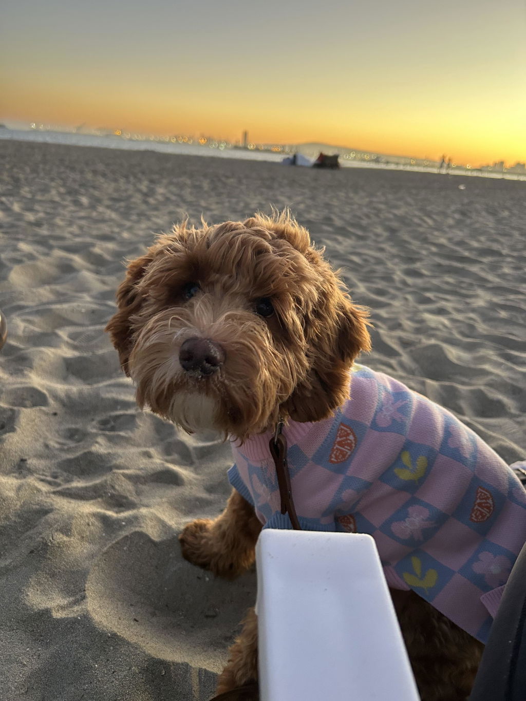 Shelly Roll Neck Knitted Dog Sweater