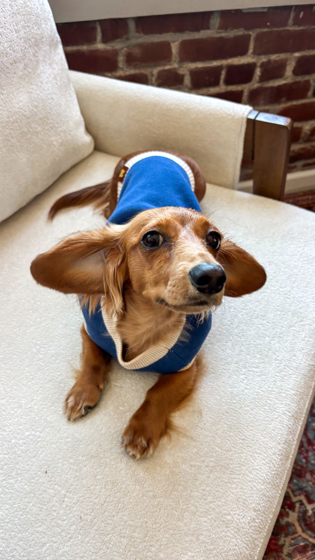 Sassy Woof x Sunbean Dog Tee