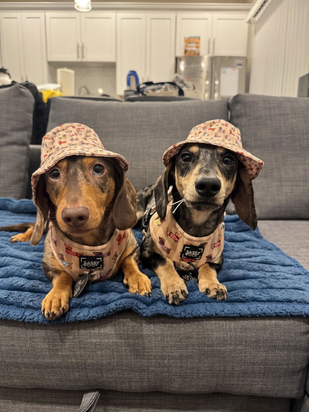 Sassy Woof x Sunbean Dog Tee
