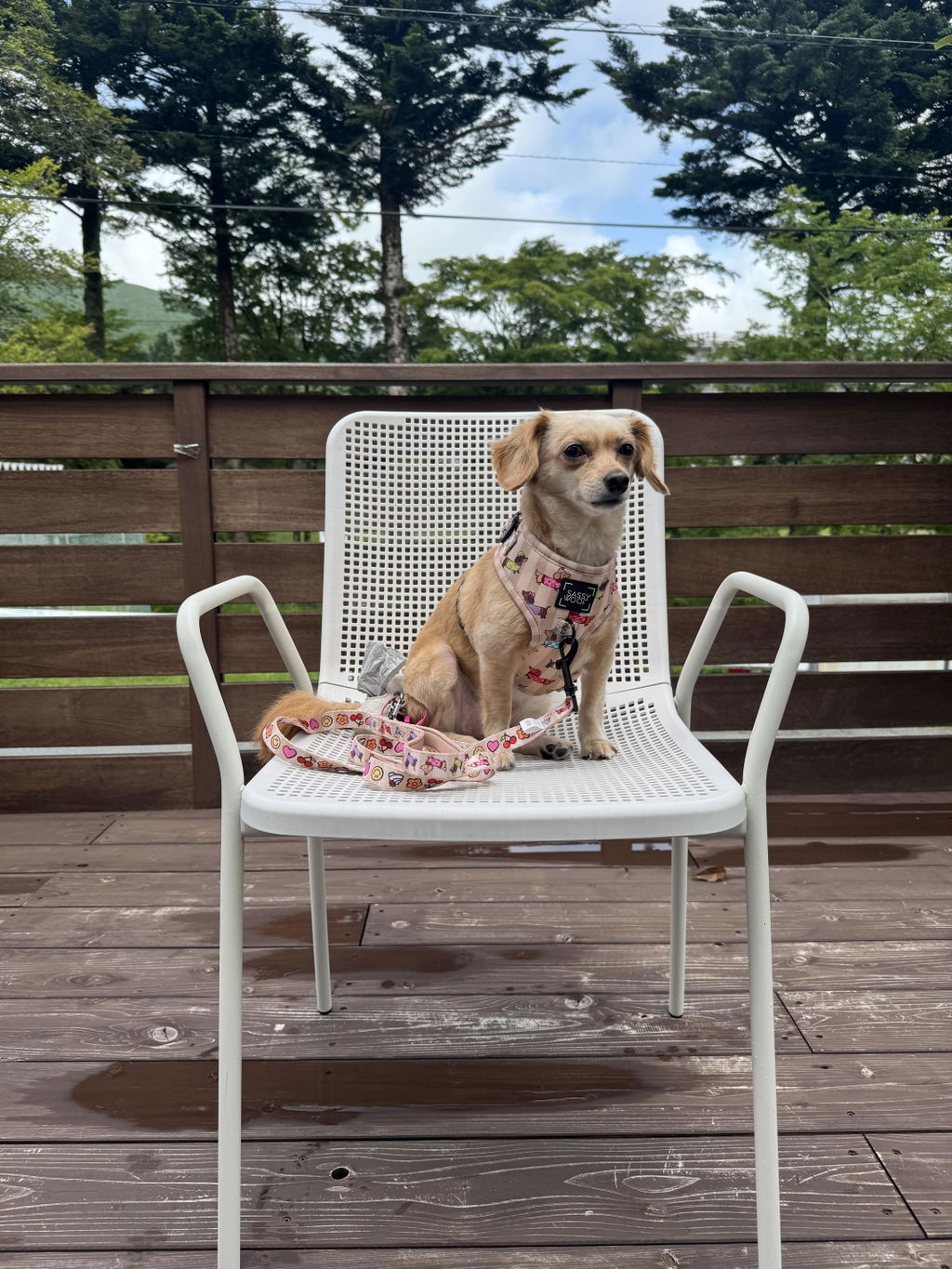 Dog Two Piece Bundle - Sunbean
