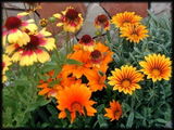 Groovy Gardener review photo