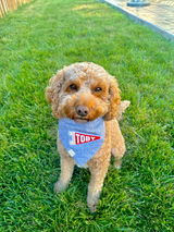 Toby review photo