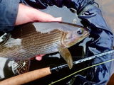 support@sunrayflyfish.com review photo