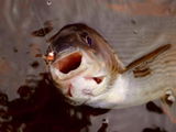 support@sunrayflyfish.com review photo