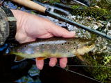 support@sunrayflyfish.com review photo