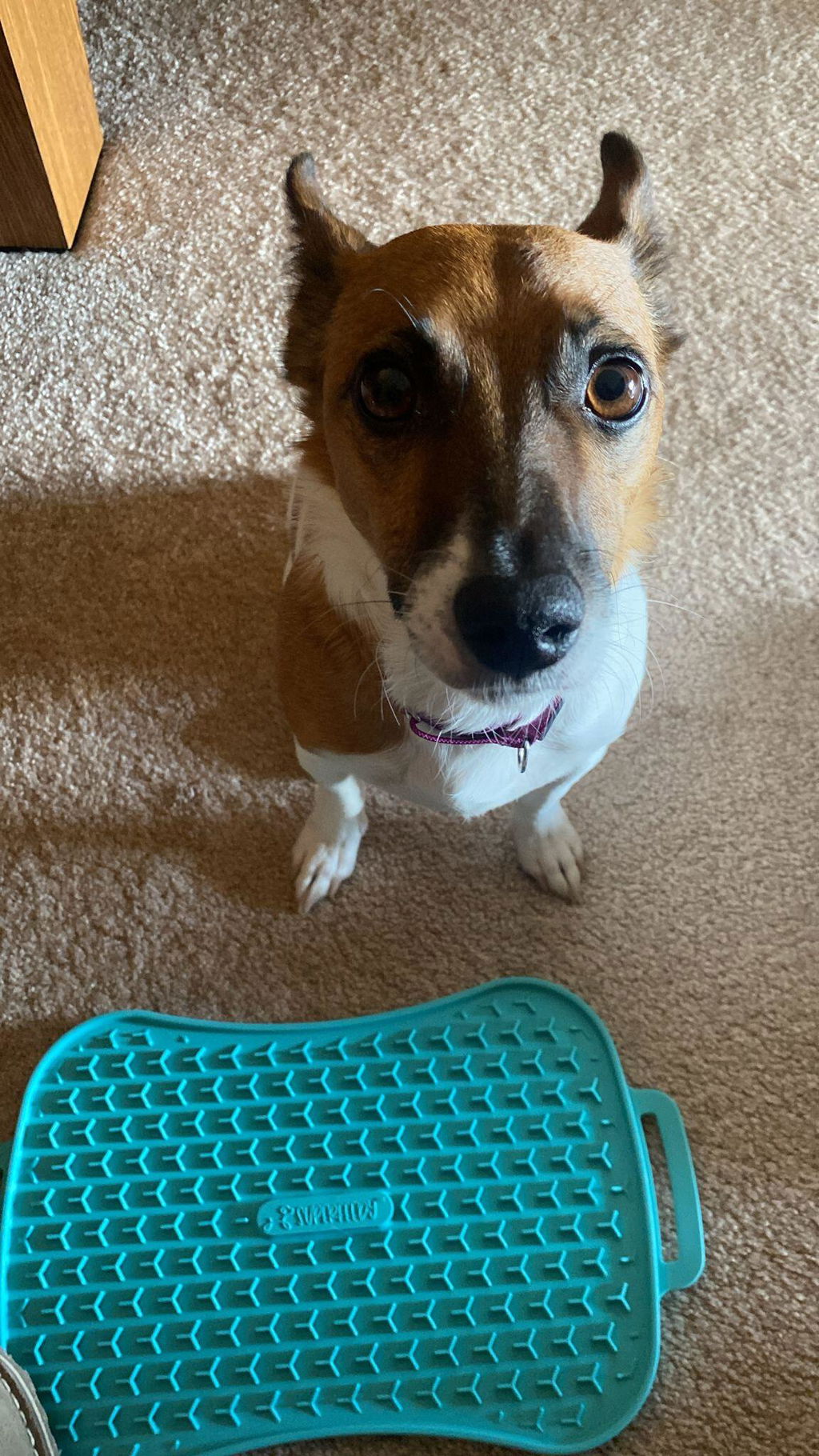 Super Feedy 4-in-1 Slow Feeding System for Small Dogs