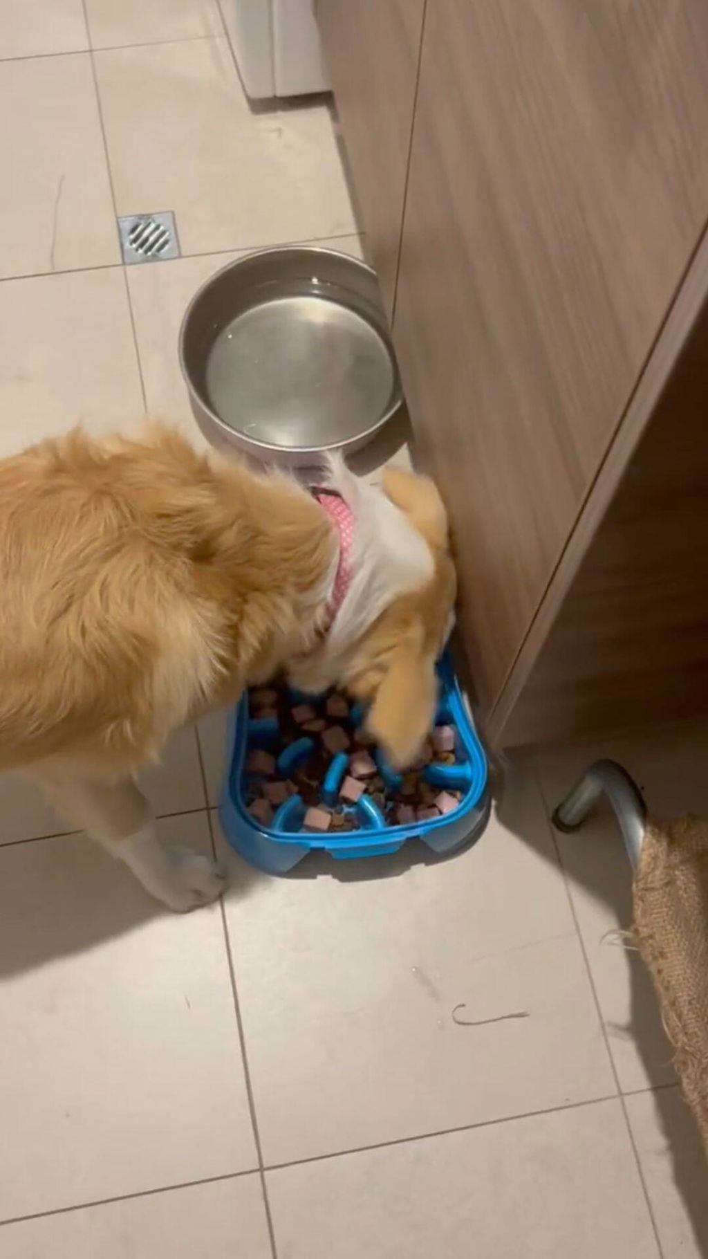 The Super Feedy 4-in-1 Slow Feeding System