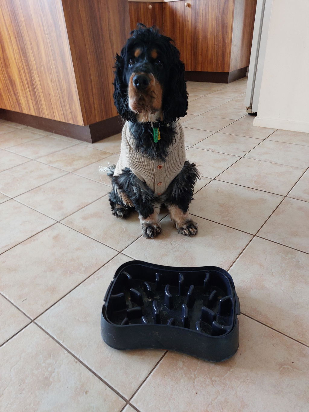 The Super Feedy 4-in-1 Slow Feeding System