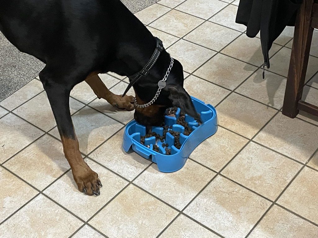 The Super Feedy 4-in-1 Slow Feeding System