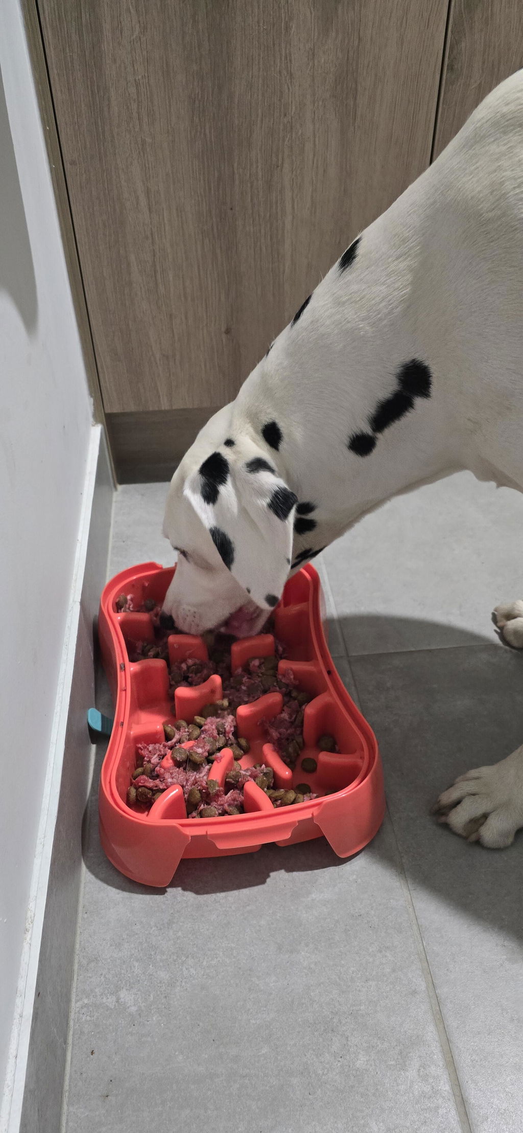 The Super Feedy 4-in-1 Slow Feeding System