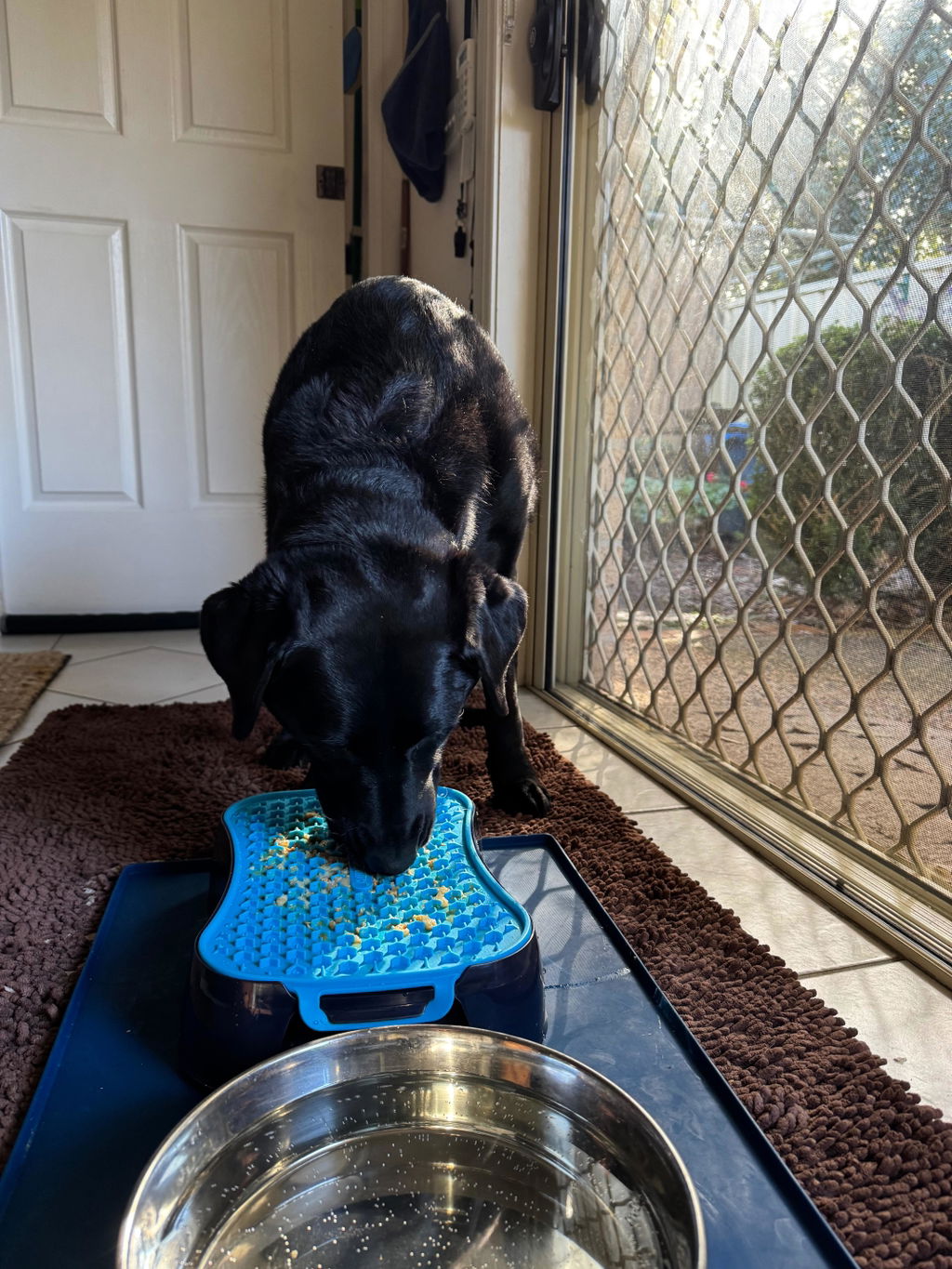 The Super Feedy 4-in-1 Slow Feeding System