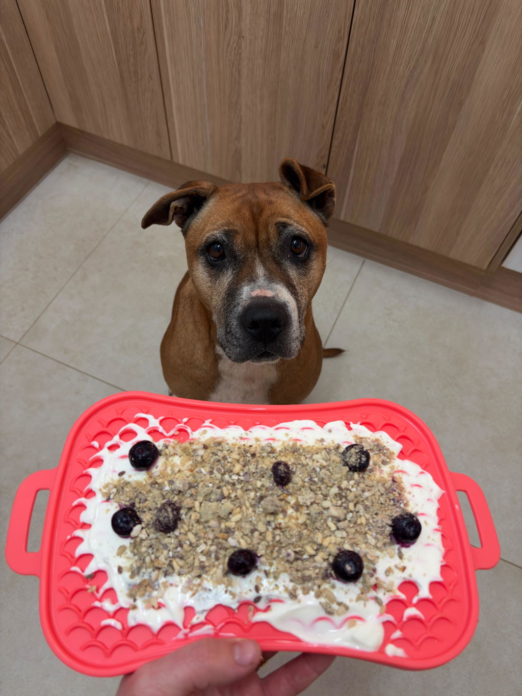 Super Feedy 4-in-1 Slow Feeding System for Small Dogs