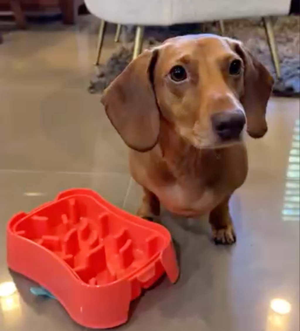 Super Feedy 4-in-1 Slow Feeding System for Small Dogs