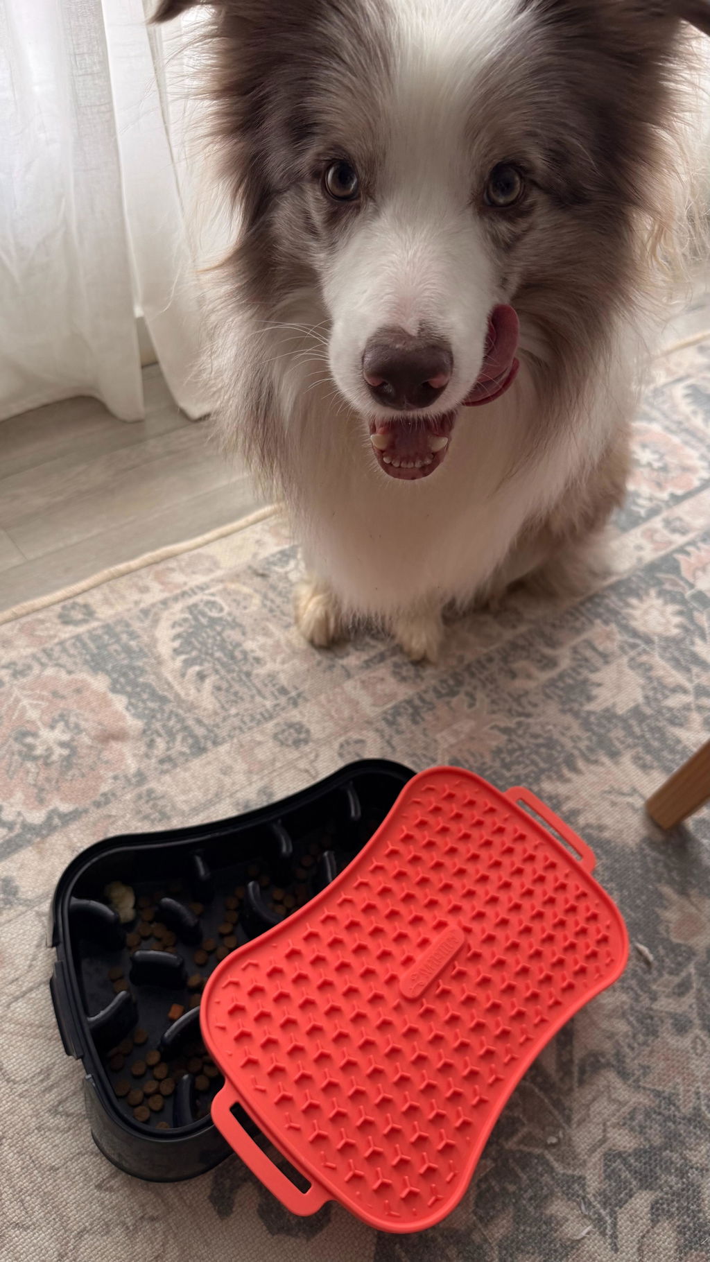 The Super Feedy 4-in-1 Slow Feeding System