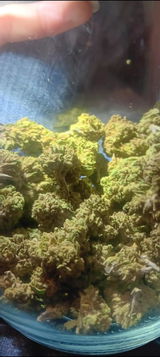 LittleolSativa ^. review photo