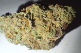 Alan P. review photo