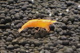 Steve Burns review photo