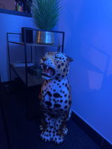 Kim Lievens review photo