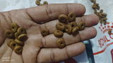 Anwar ali review photo
