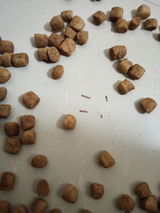 Abhishek Kumar review photo