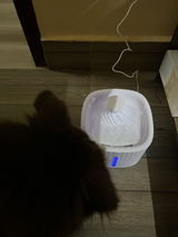 Lunnei review photo