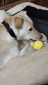 Daisy review photo