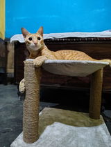 Kirti review photo