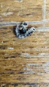 Dr Akshita review photo