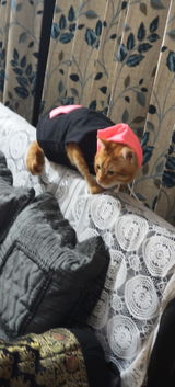 Joey review photo